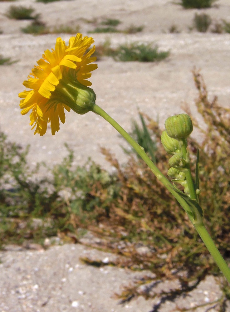 Изображение особи Sonchus arvensis ssp. uliginosus.