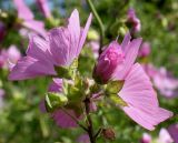 Malva moschata