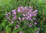 Geranium sylvaticum