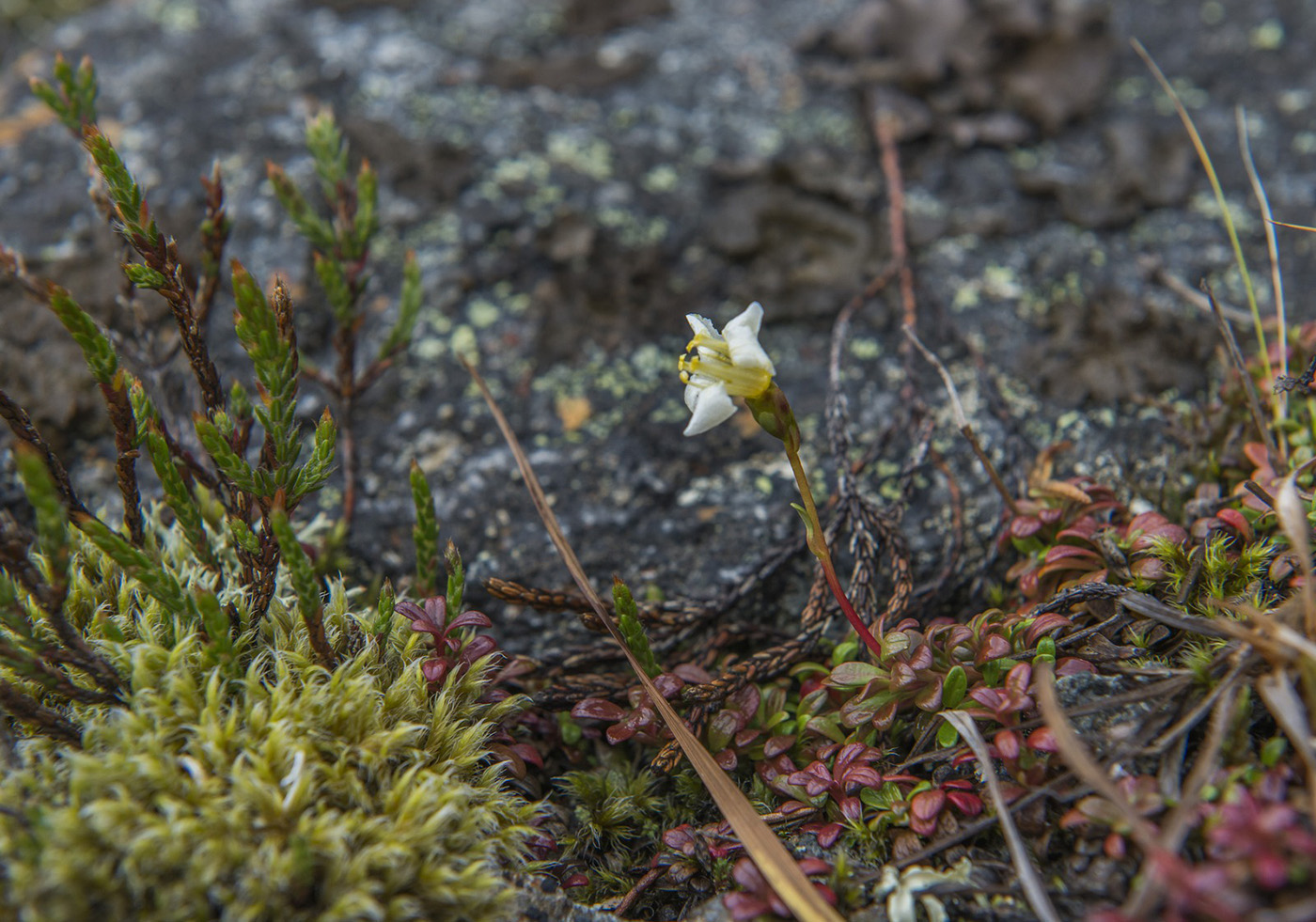 Image of Diapensia obovata specimen.