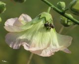 Alcea × nadezhdae. Цветок с заблудившейся пчелой. Алтайский край, Змеиногорский р-н, западные окр. с. Лазурка; низкогорья Западного Алтая, западный макросклон Колыванского хребта, басс. р. Гольцовка (из системы правых притоков верхнего течения р. Алей). Пояс черневой тайги, в составе маргинально-сильватного длительно вегетирующего крупнотравья; выс. 495 м н.у.м. 29 августа 2014 г.