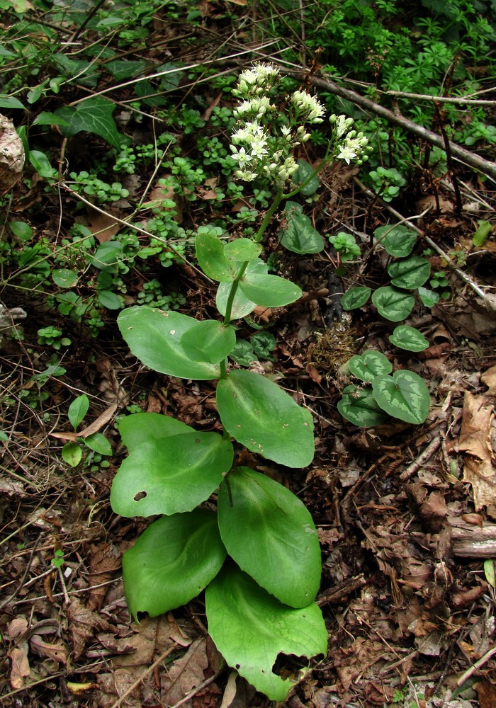 Image of Hylotelephium caucasicum specimen.