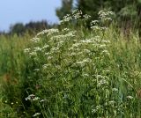 Anthriscus sylvestris. Верхушка цветущего растения. Московская обл., Раменский р-н, окр. ж.-д. платформы Хрипань, залежь. 02.06.2014.