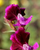 Cuphea lanceolata. Цветки. Германия, г. Крефельд, Ботанический сад. 06.09.2014.