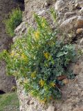 Corydalis schelesnowiana