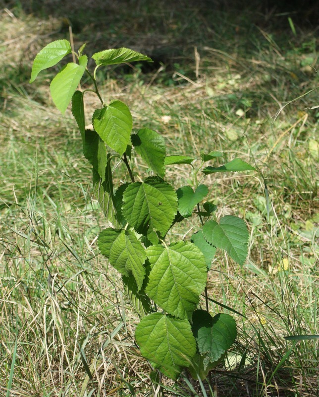 Изображение особи Morus alba.