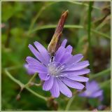 Lactuca tatarica. Соцветие. Чувашия, г. Шумерля. 21 августа 2009 г.