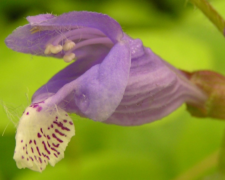 Image of Meehania urticifolia specimen.