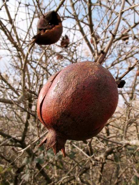 Image of Punica granatum specimen.