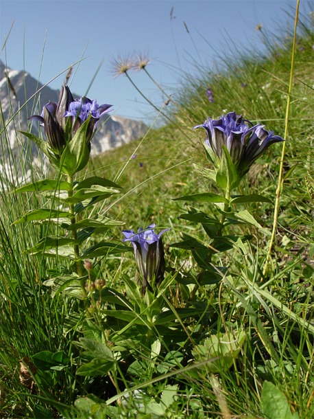 Изображение особи Gentiana septemfida.