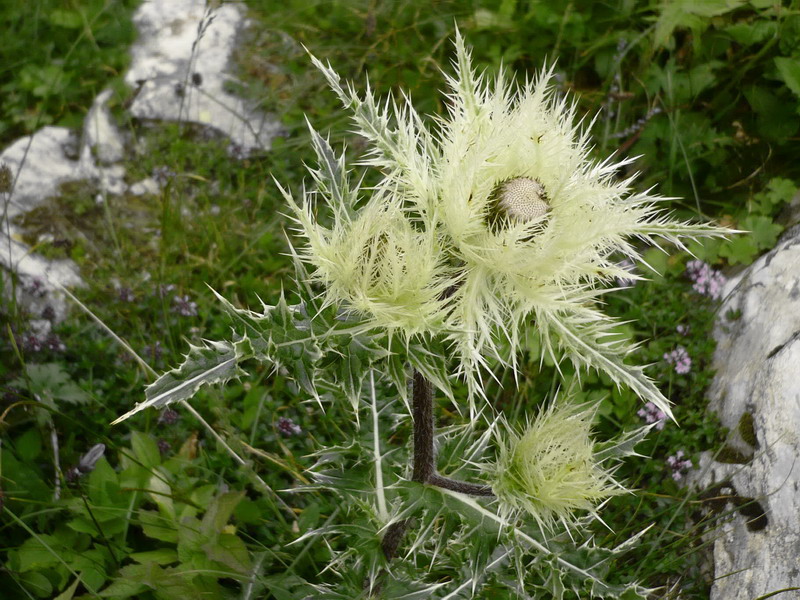 Изображение особи Cirsium obvallatum.