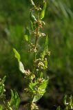 Rumex conglomeratus