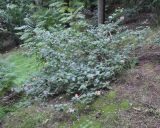 Lantana camara