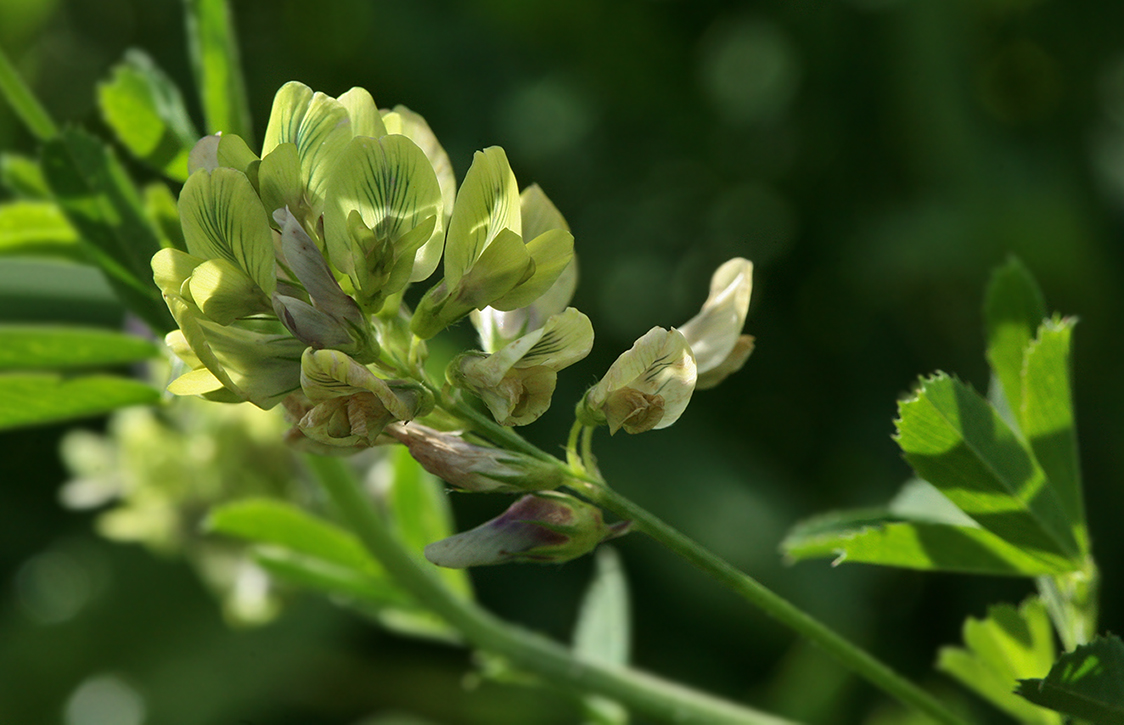 Image of Medicago &times; varia specimen.