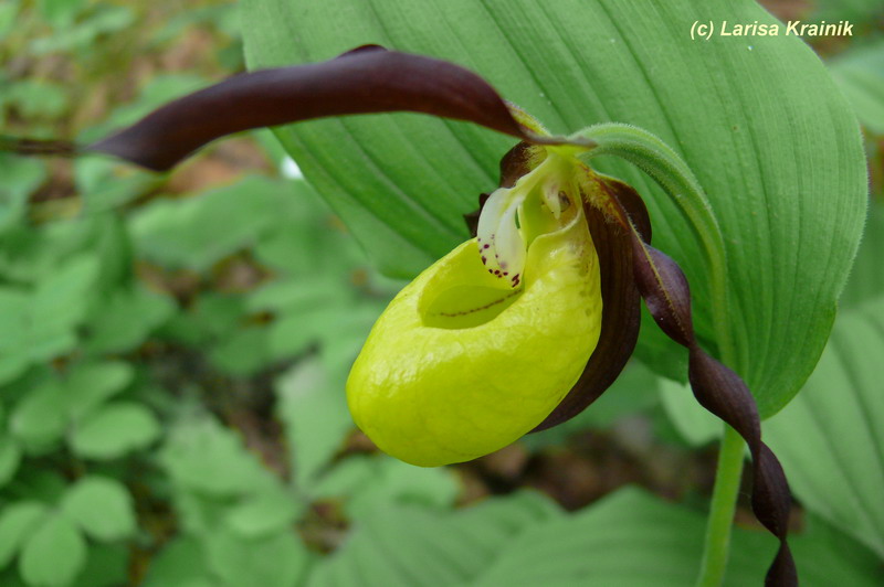 Image of Cypripedium calceolus specimen.