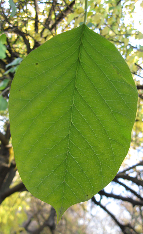 Изображение особи Maclura pomifera.