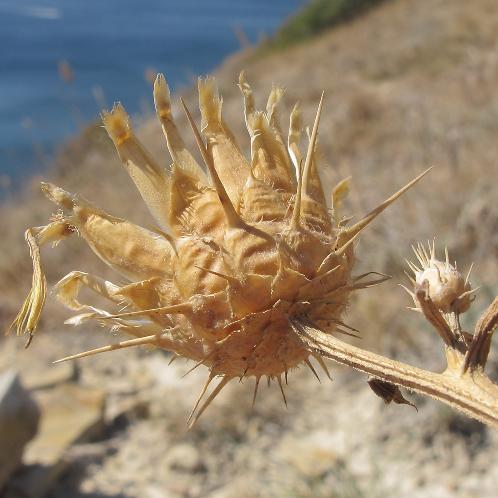 Изображение особи Centaurea salonitana.