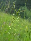 Brachypodium rupestre