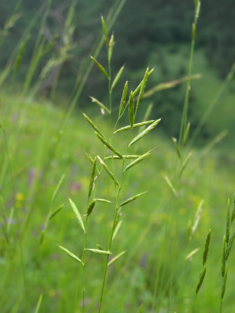 Изображение особи Brachypodium rupestre.