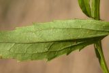 Solidago canadensis. Часть листа (вид на нижнюю поверхность). Ленинградская обл., Кировский р-н, пос. Дачное, пойма р. Мга, разнотравно-злаковый луг. 04.10.2015.