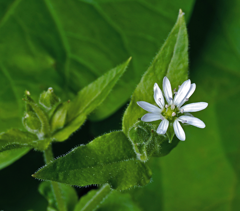 Изображение особи Myosoton aquaticum.