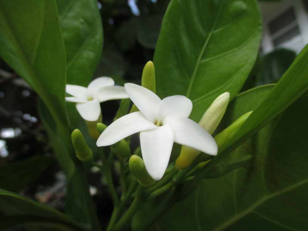 Image of Atractocarpus fitzalanii specimen.