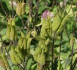 Aquilegia vulgaris