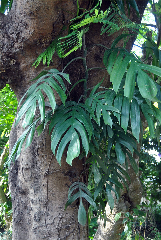 Image of Epipremnum pinnatum specimen.