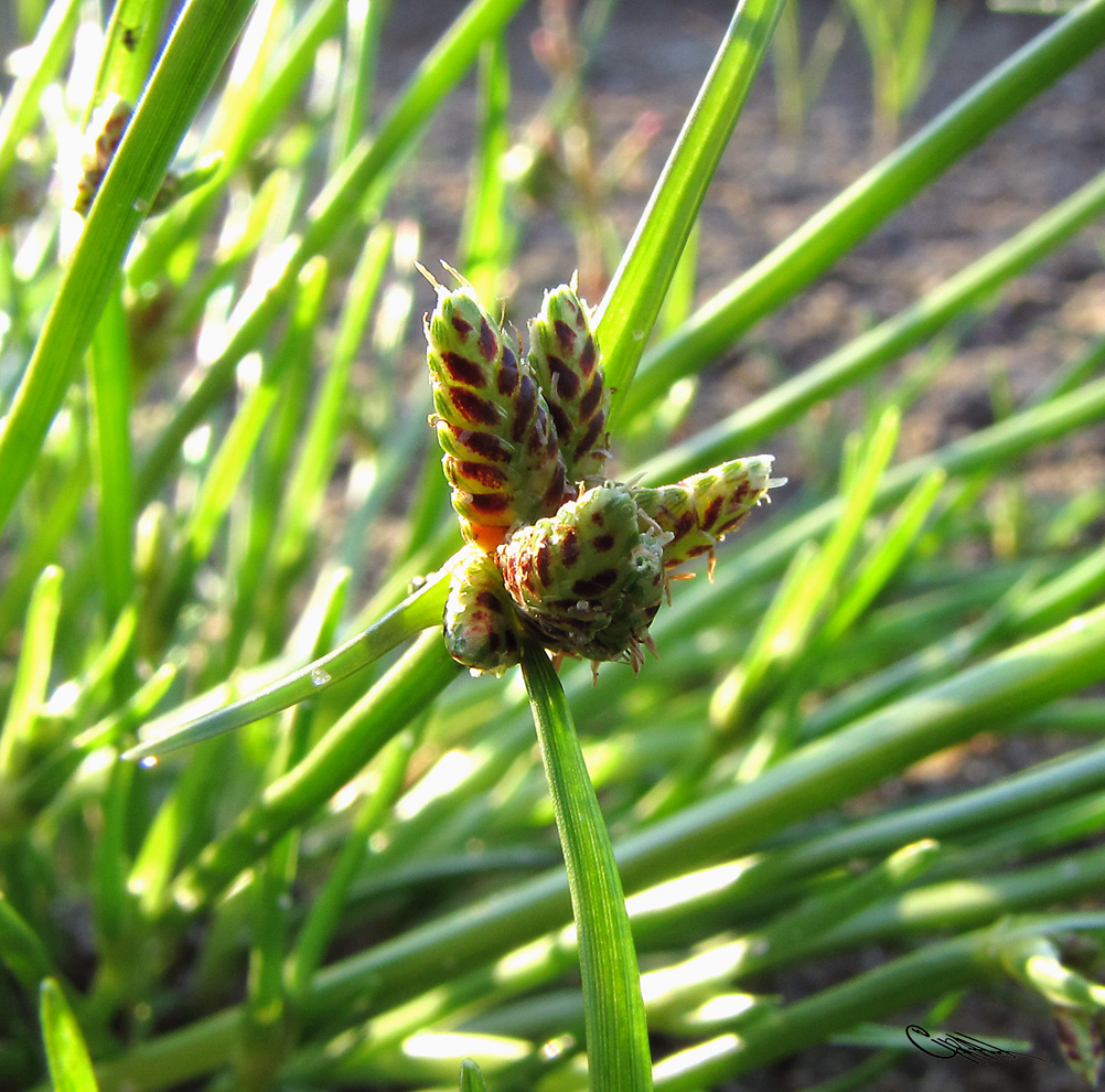 Изображение особи Juncellus pannonicus.