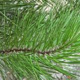 genus Pinus. Верхушка веточки молодого растения. Испания, Андалусия, (комарка) Коста-дель-Соль-Оксиденталь, г. Касарес, обочина дороги около горного склона. Август 2015 г.