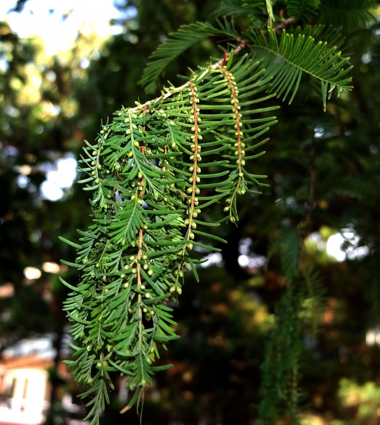 Изображение особи Metasequoia glyptostroboides.