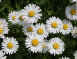 Bellis perennis