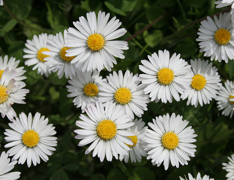 Image of Bellis perennis specimen.