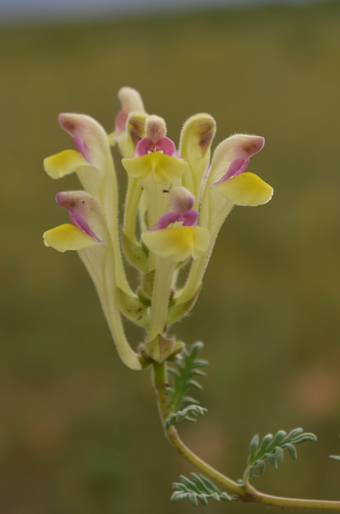 Изображение особи Scutellaria przewalskii.