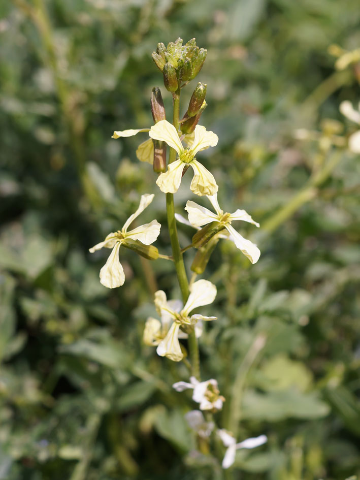 Image of Eruca sativa specimen.