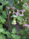 Codonopsis kawakamii