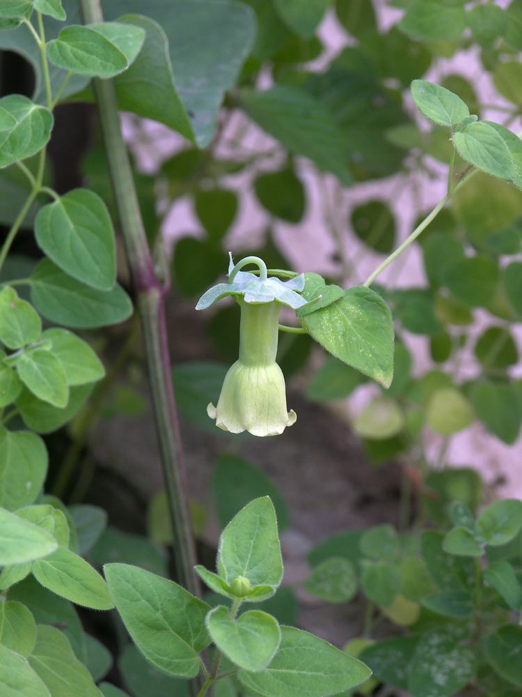 Изображение особи Codonopsis kawakamii.