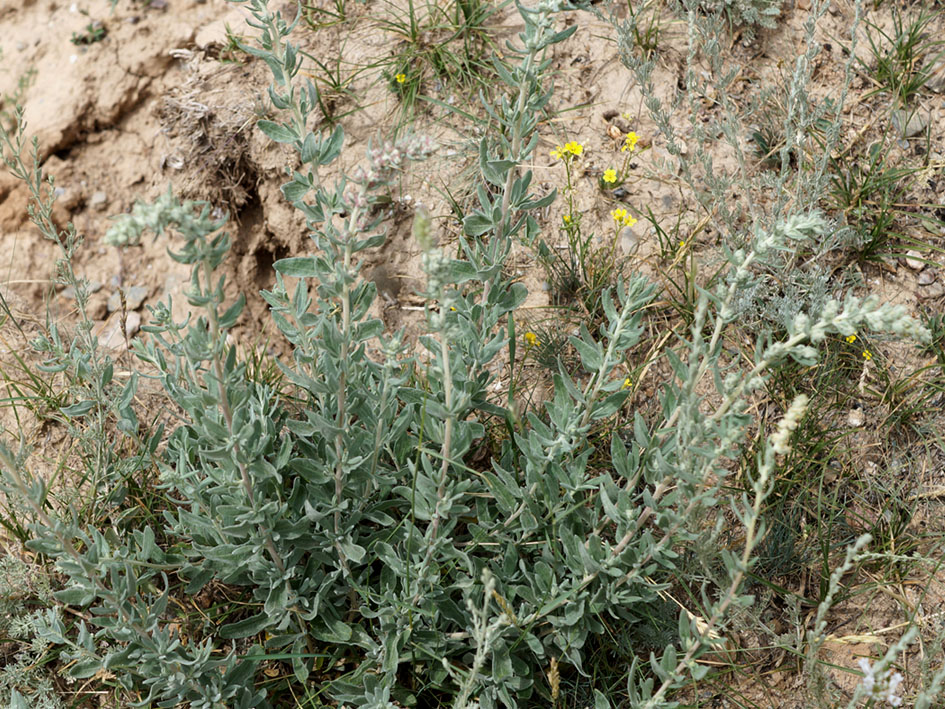 Image of Krascheninnikovia ceratoides specimen.