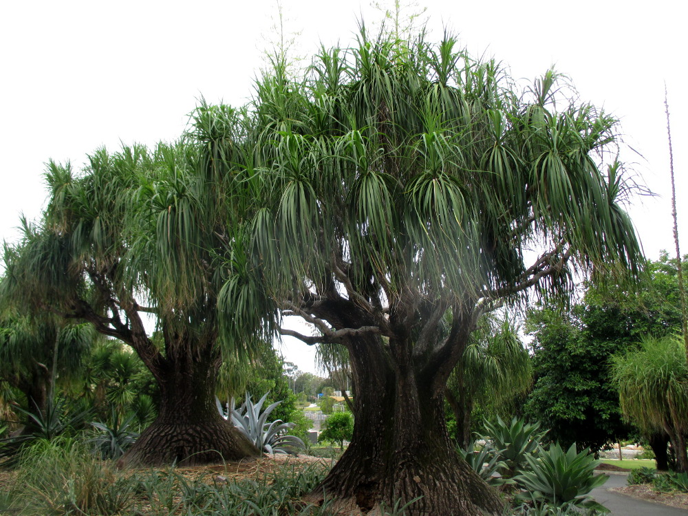 Image of Beaucarnea recurvata specimen.