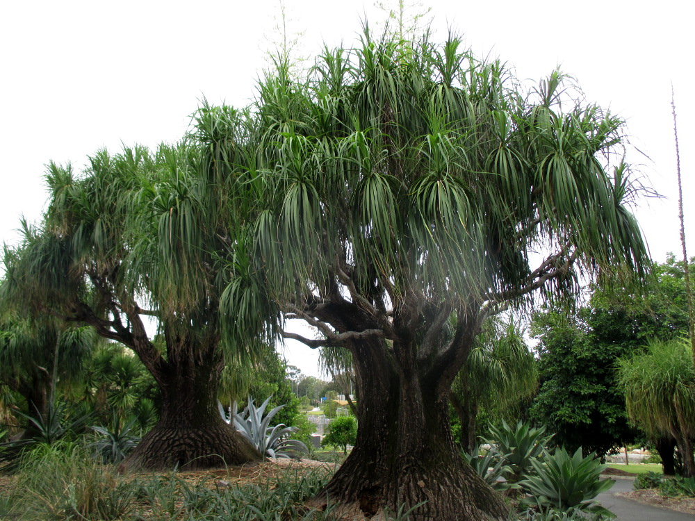 Изображение особи Beaucarnea recurvata.