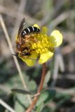 Image of taxon representative. Author is Тамара Риб