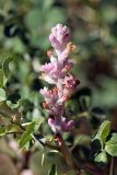 Cuscuta lehmanniana