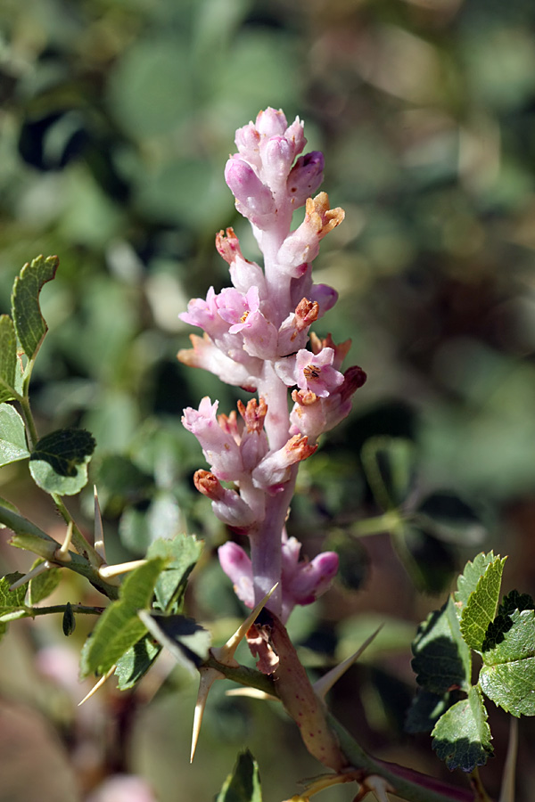 Image of Cuscuta lehmanniana specimen.