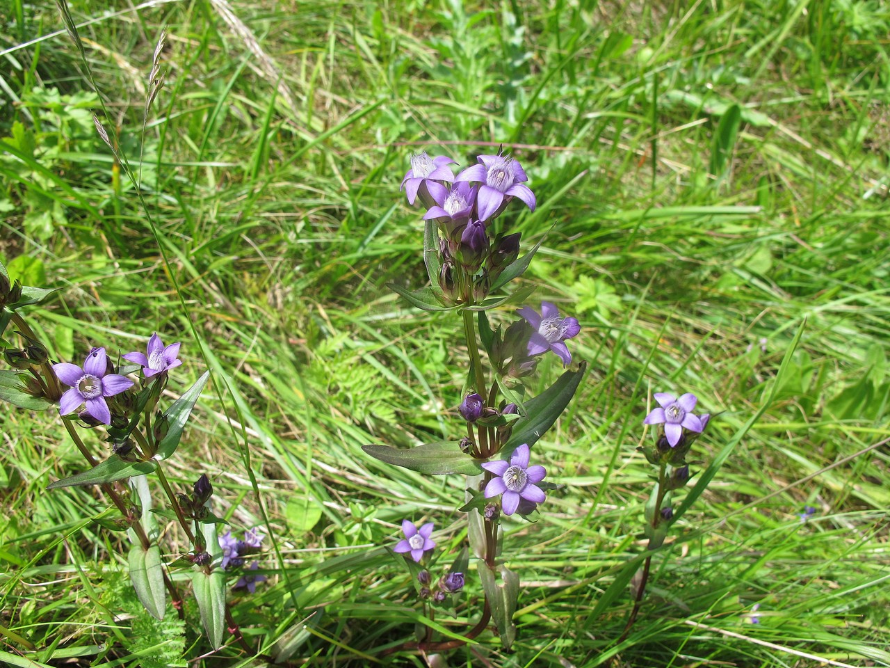 Изображение особи Gentianella carpatica.