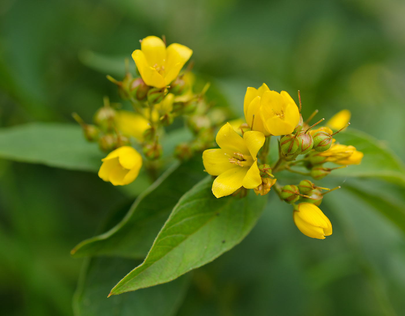 Изображение особи Lysimachia vulgaris.