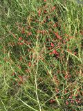 Asparagus officinalis