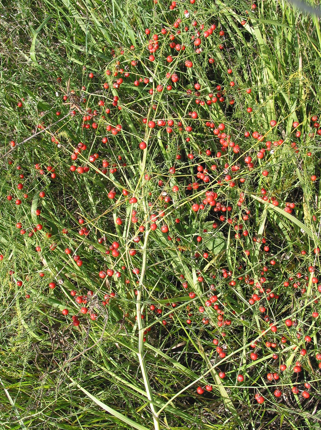 Изображение особи Asparagus officinalis.