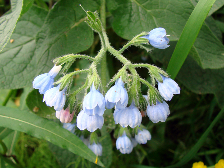 Изображение особи Symphytum caucasicum.