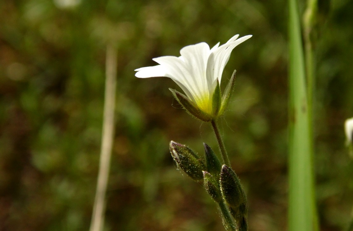 Изображение особи Cerastium arvense.