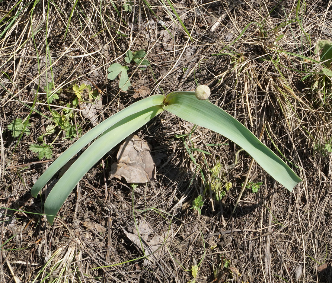 Image of Allium tulipifolium specimen.